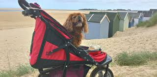 Dog Pram vs Dog Stroller – What’s the Difference?
