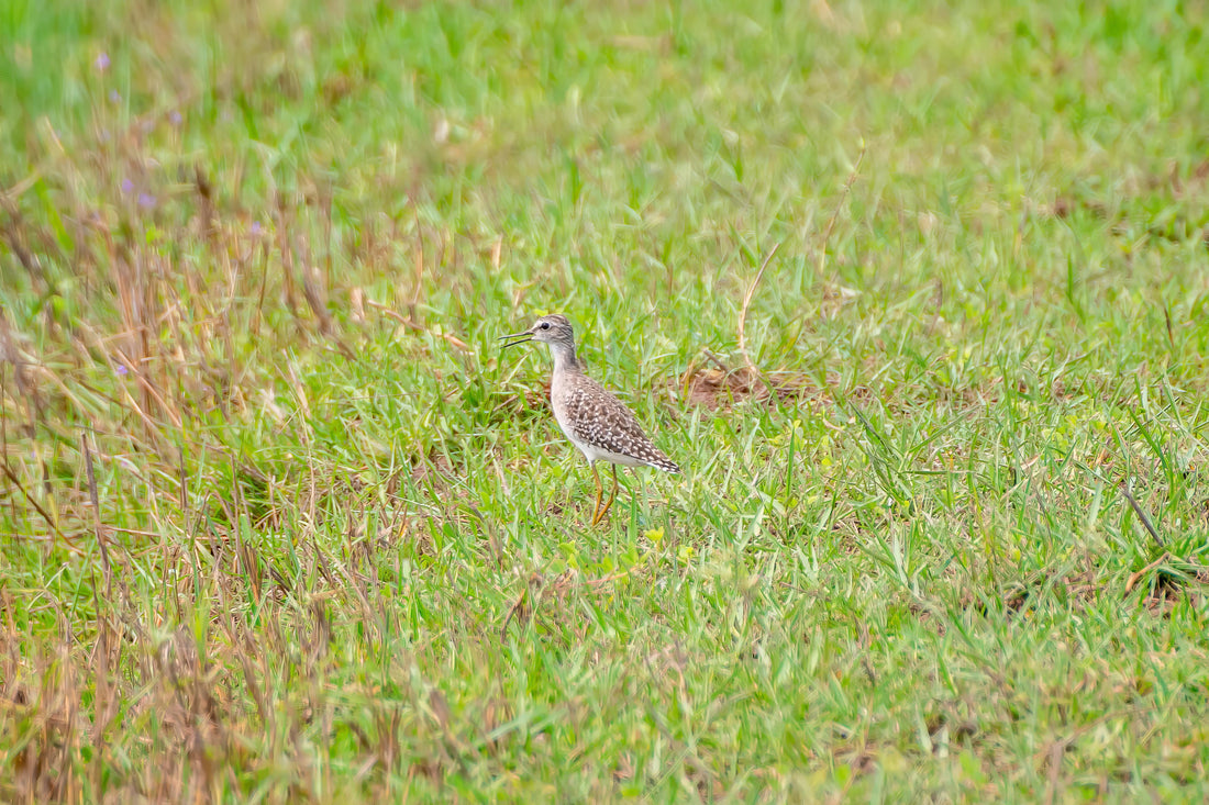 Dog Pushchair For Small Dogs