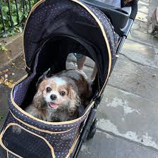 Why Dog Pushchairs Are Becoming a Must-Have for UK Pet Owners
